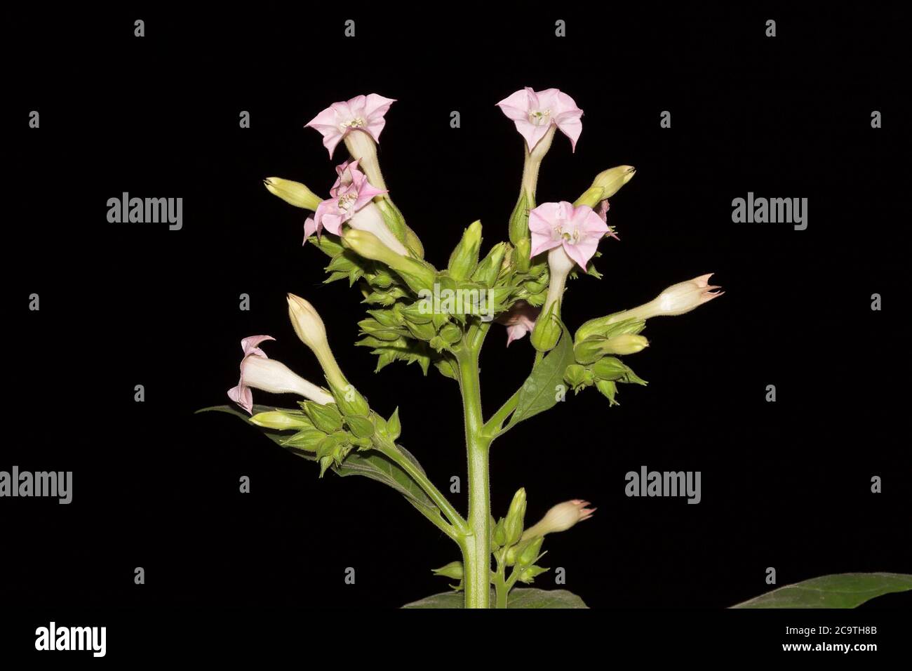 Blossoms of the tobacco plant Nicotiana tabacum Stock Photo