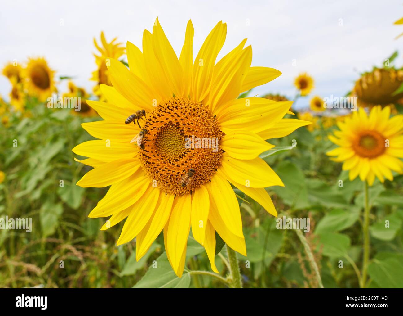 Pfaffenhofen a.d.Ilm, Germany, 2nd August 2020,  Sunflower in a field with bees © Peter Schatz / Alamy Live News Stock Photo