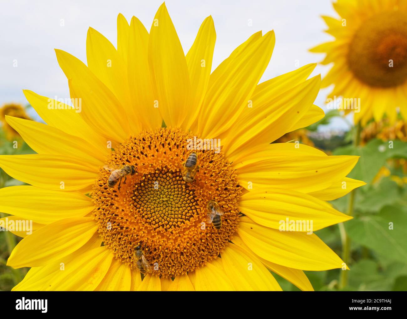 Pfaffenhofen a.d.Ilm, Germany, 2nd August 2020,  Sunflower in a field with bees © Peter Schatz / Alamy Live News Stock Photo