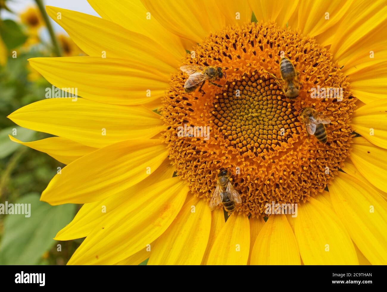 Pfaffenhofen a.d.Ilm, Germany, 2nd August 2020,  Sunflower in a field with bees © Peter Schatz / Alamy Live News Stock Photo