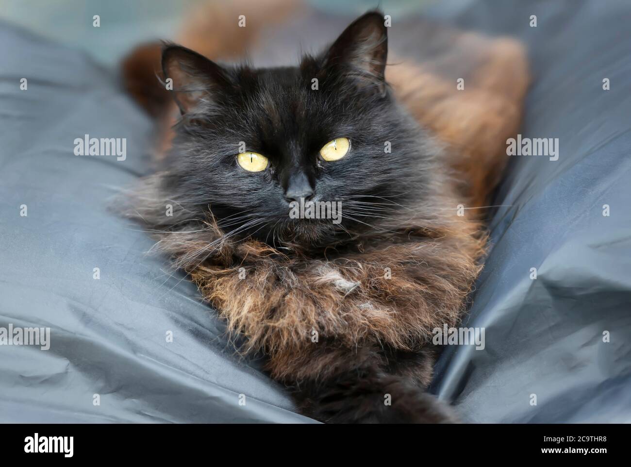 Close up of a black cat lying on a garden swing bench Stock Photo - Alamy