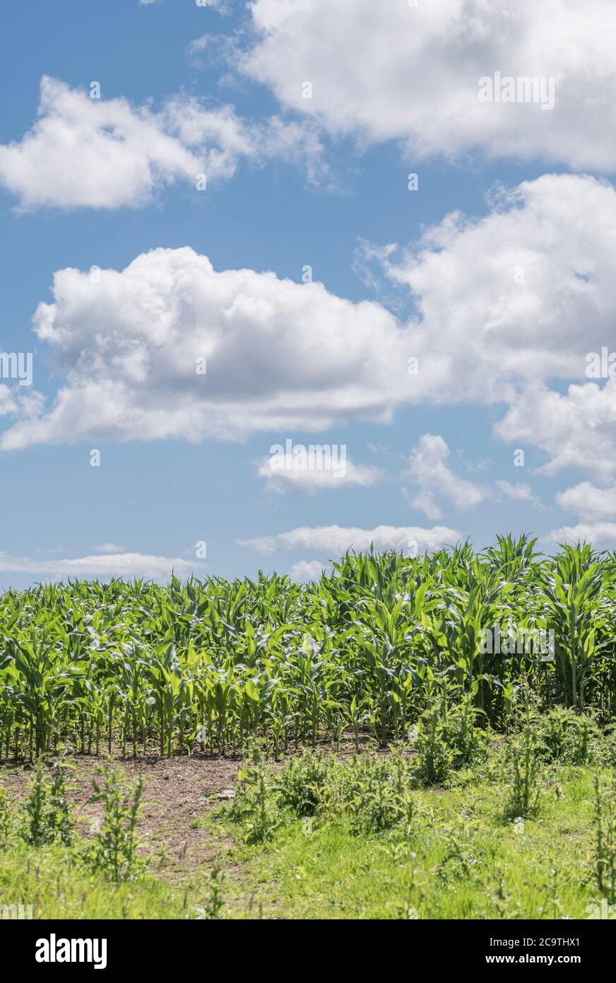 Maize / Sweetcorn / Zea mays crop growing in Cornwall field with blue