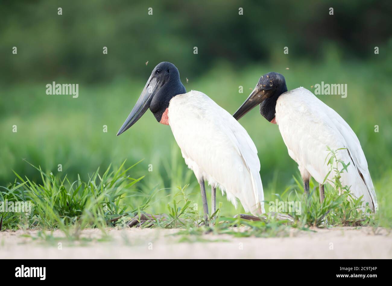 Close up of two Jabiru storks standing on a river bank in south Pantanal, Brazil. Stock Photo