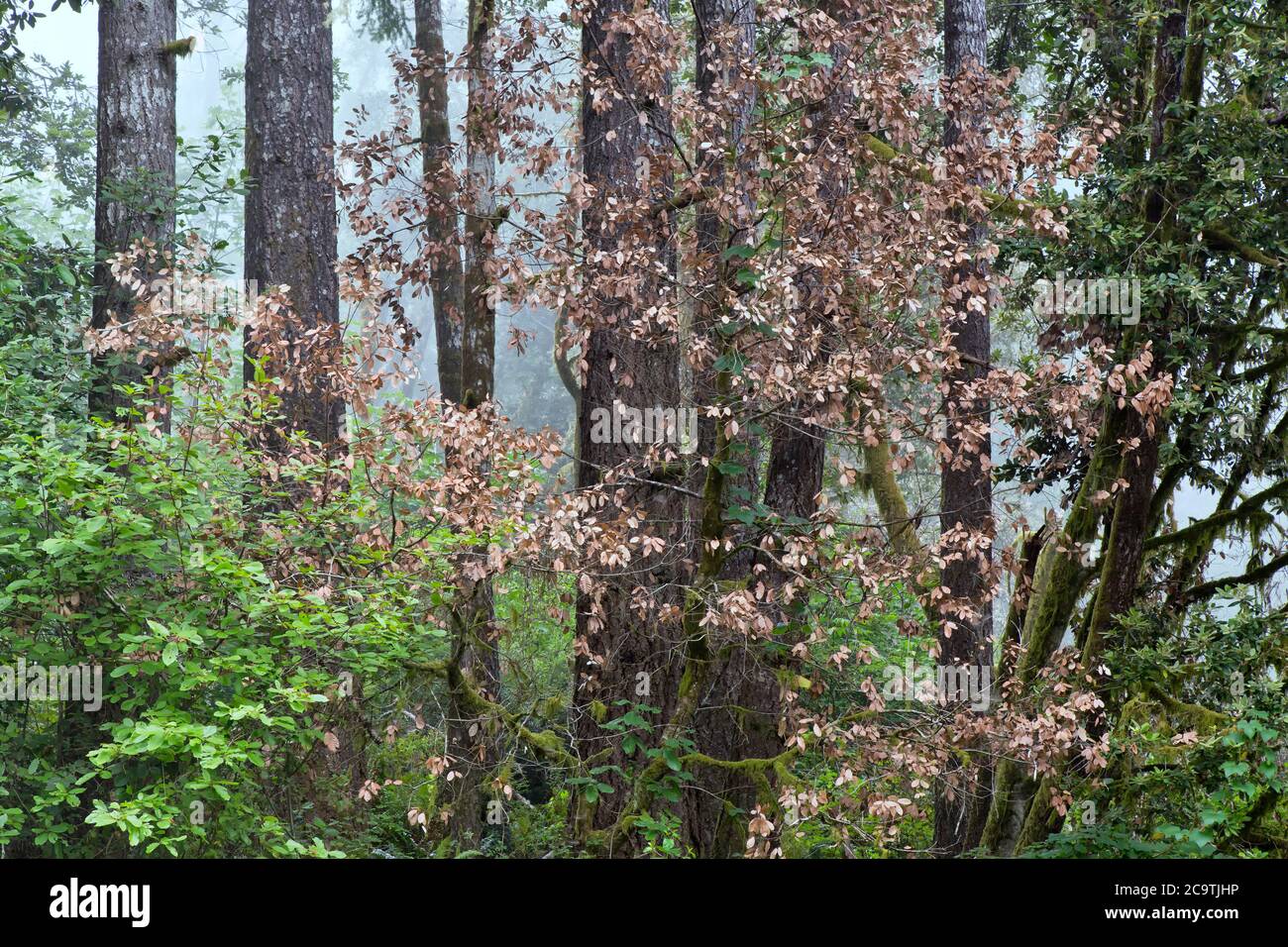 Sudden Oak Death (SOD) is a disease of Live & Tan Oak 'Quercus v