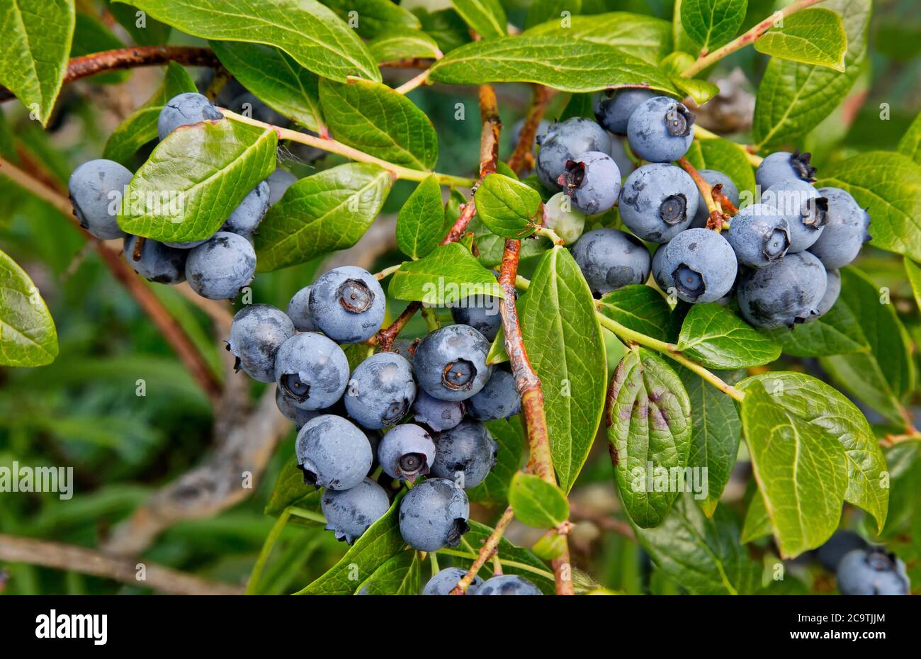 Ripe blueberries  'Duke'  variety,  'Vaccinium corymbosum'. Stock Photo