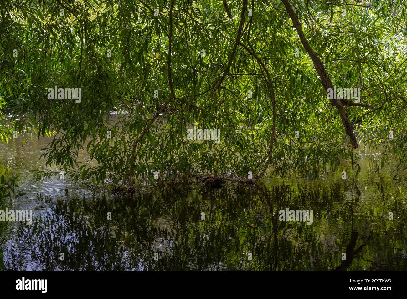 Sunlight through the foliage of a Weeping Willow tree at the River Gade in Cassiobury Park, Watford, Herfordshire England Stock Photo