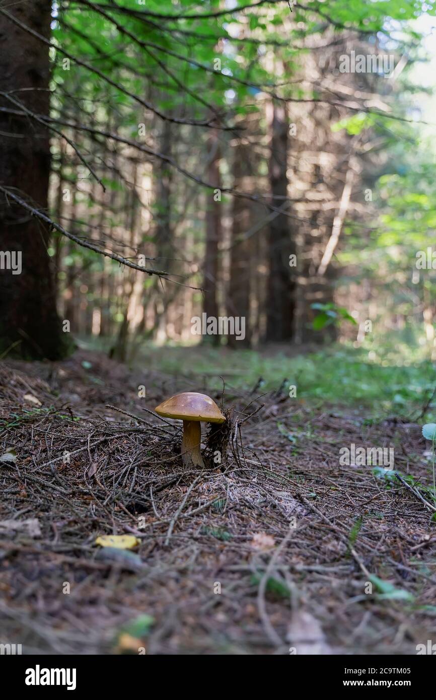 Boletus mushroom next to young green spruce, coniferous forest, summer sunny day Stock Photo