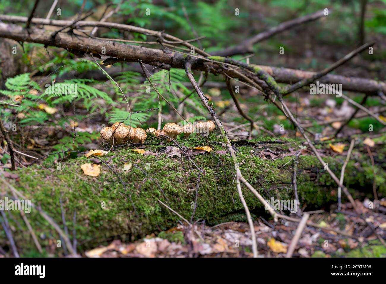 Group Lycoperdon Perlatum or Common Puffball on a fallen tree trunk covered with moss Stock Photo
