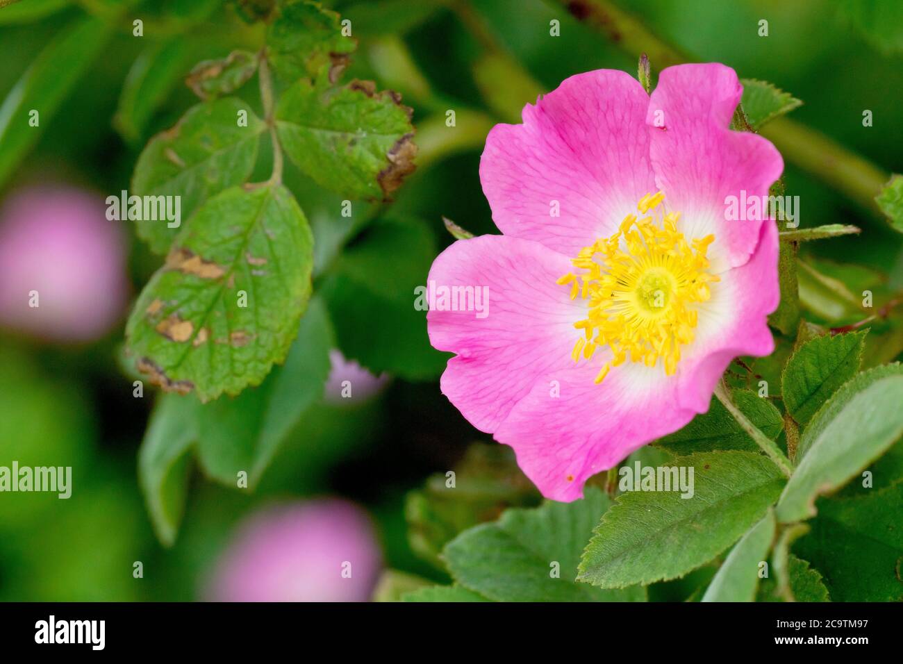 Wild Rose, probably a Downy Rose (rosa tomentosa, rosa sherardii, rosa mollis), close up of a single flower. Stock Photo