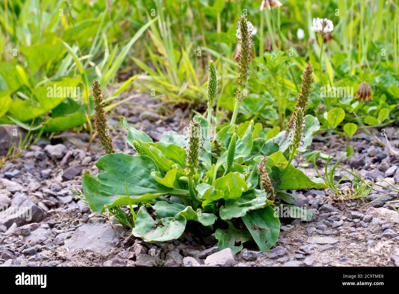 Greater Plantain or Rat's Tail (plantago major), close up of a plant growing at the edge of a gravel trackway. Stock Photo