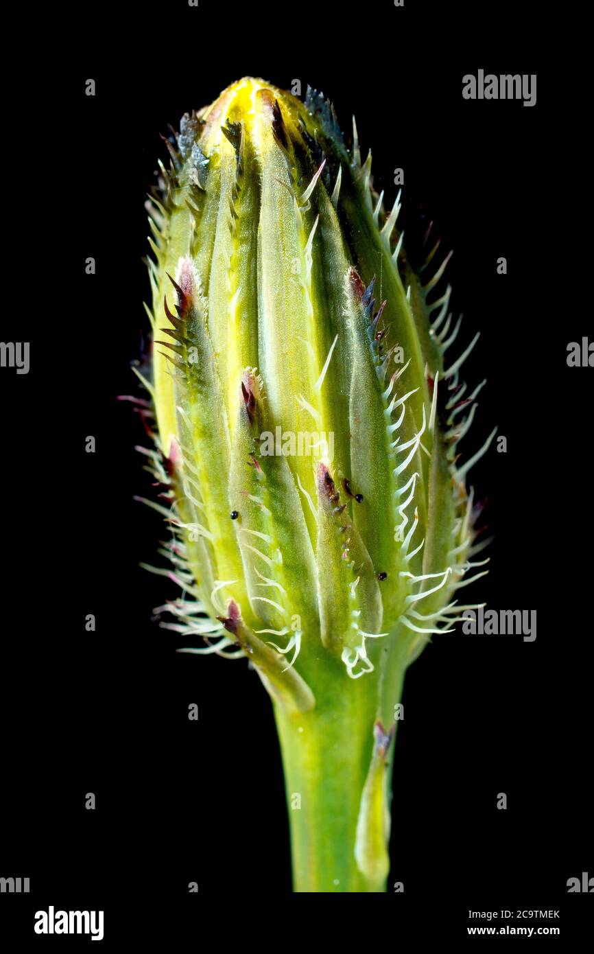 Common Hawkweed (hieracium vulgatum or hieraceum vulgatum), close up of a flower bud, isolated against a black background. Stock Photo