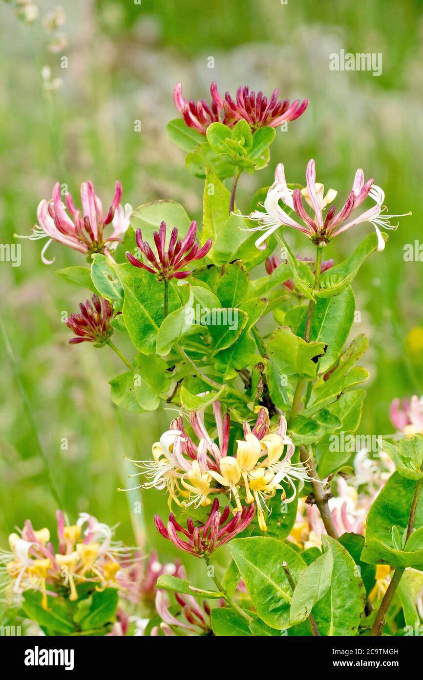 Honeysuckle or Woodbine (lonicera periclymenum), close up of the shrub in flower, growing at the end of a hedgerow. Stock Photo