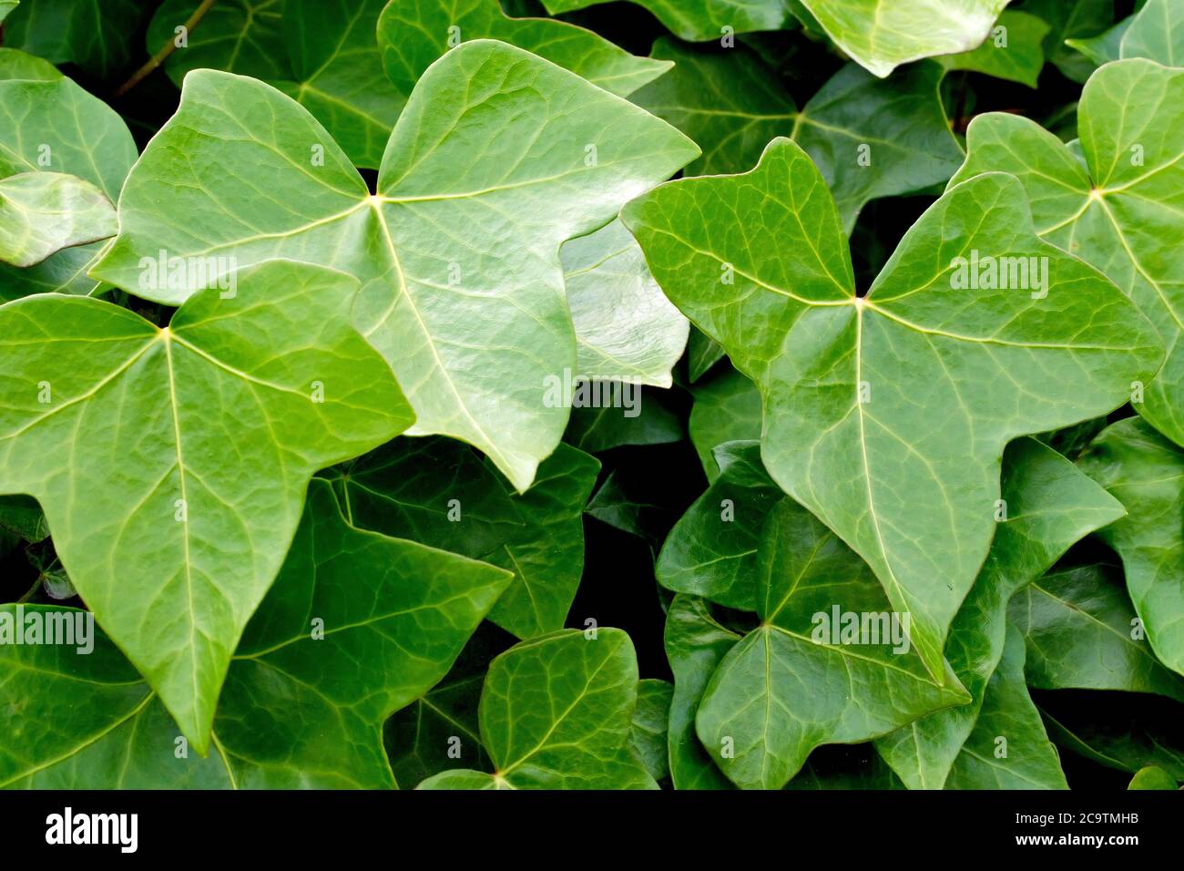 Ivy (hedera helix), close up of the leaves of the perennial climber. Stock Photo