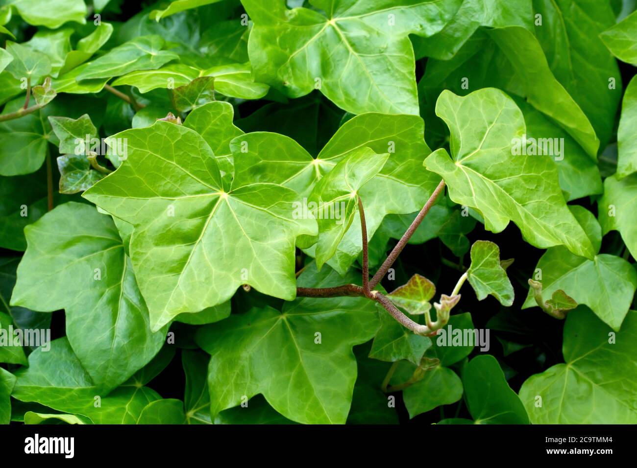 Ivy (hedera helix), close up of the leaves and the end of a creeping stem of the perennial climbing plant. Stock Photo