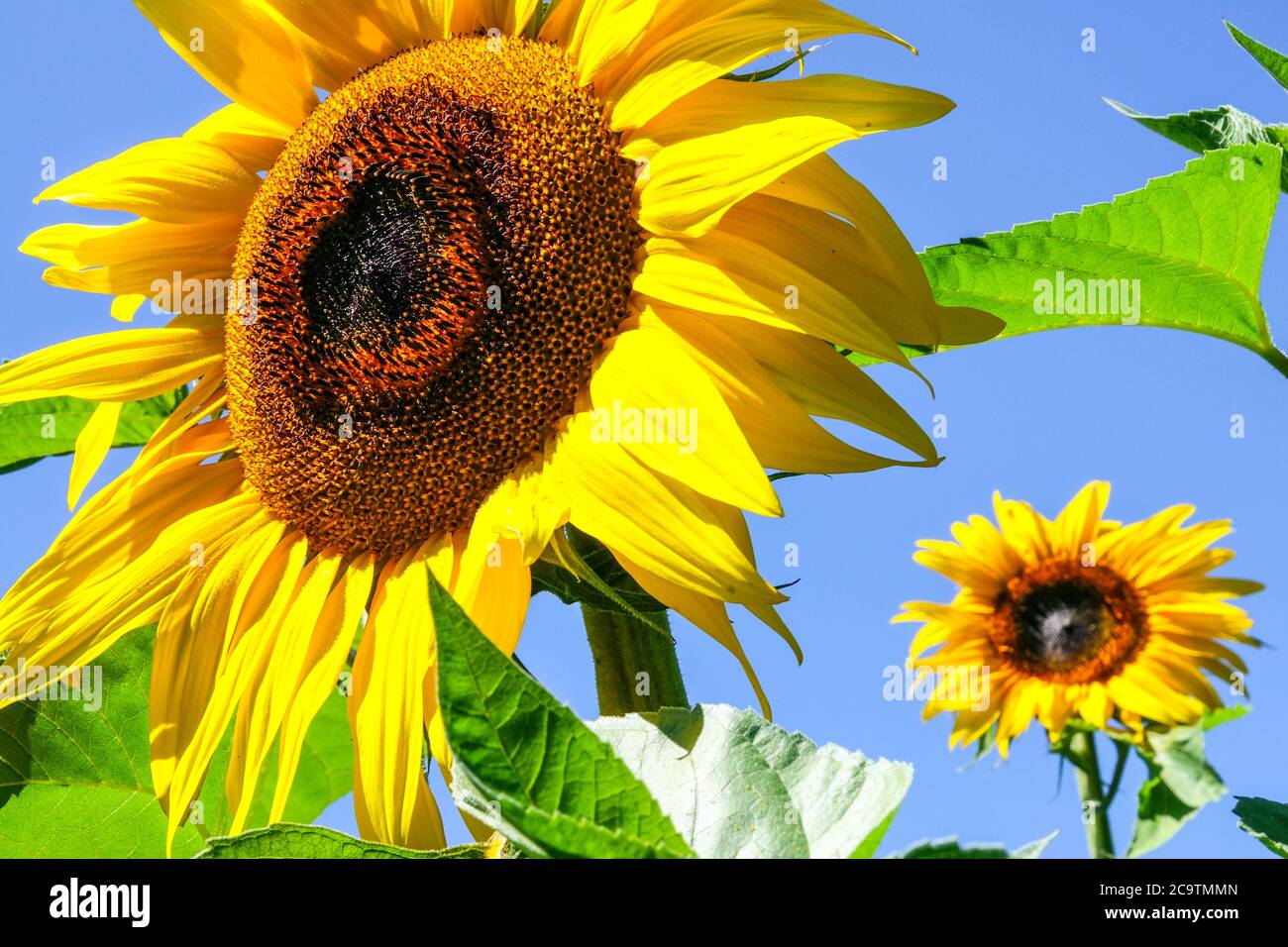 Sunflowers against blue sky vivid flower yellow sunflower Stock Photo