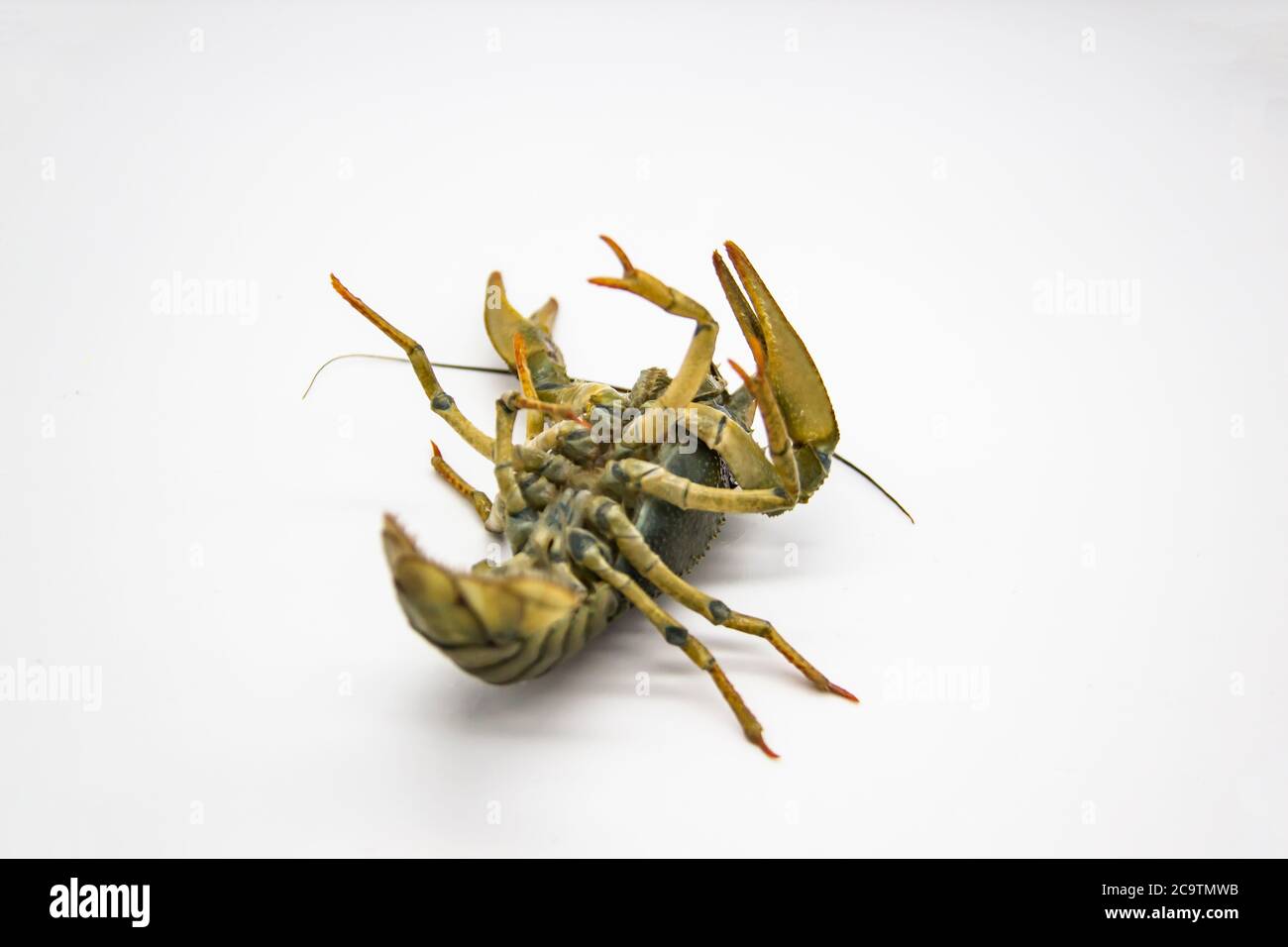 Live crayfish or lobster upside down from the river on a white