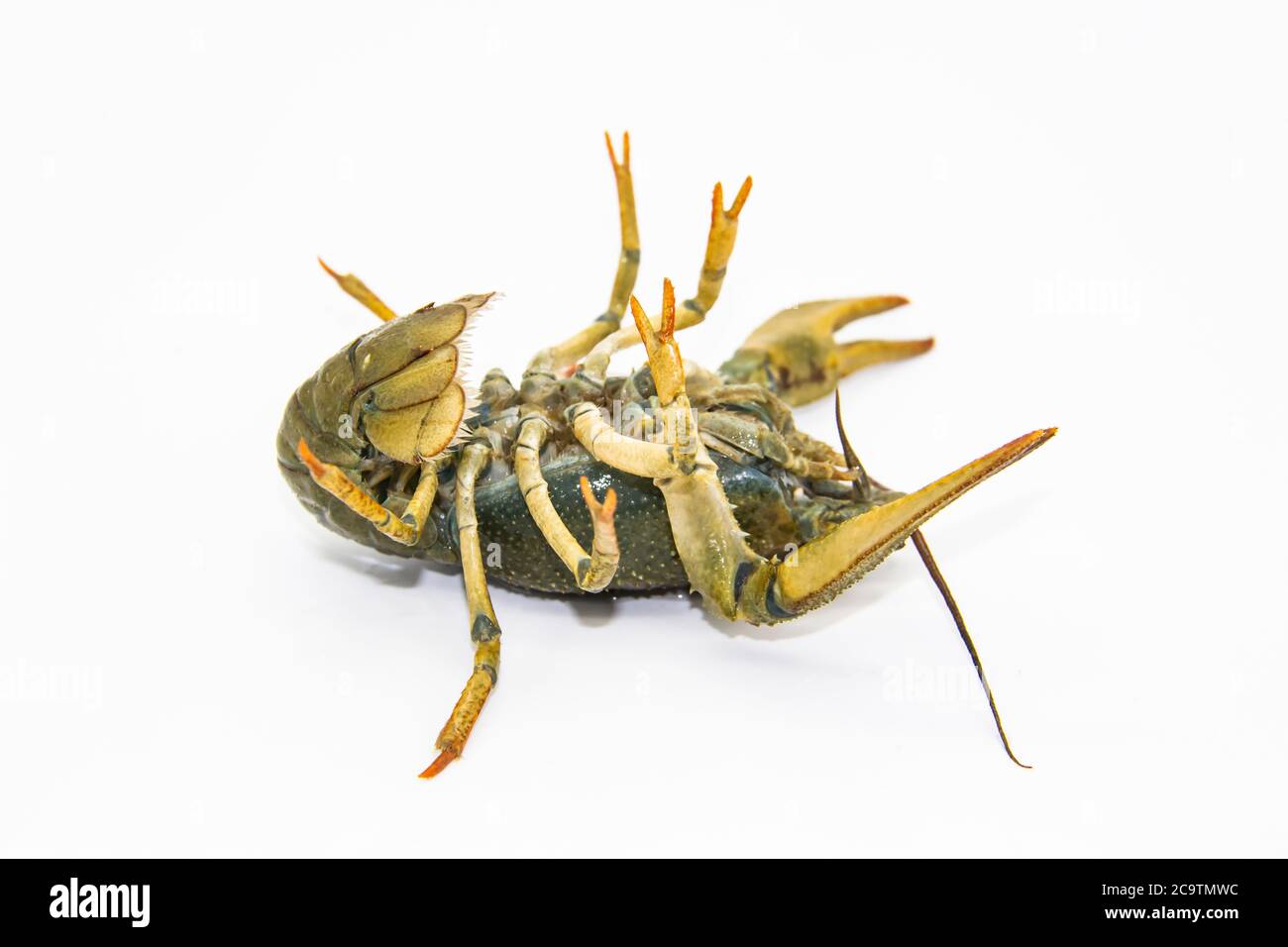 Live crayfish or lobster upside down from the river on a white