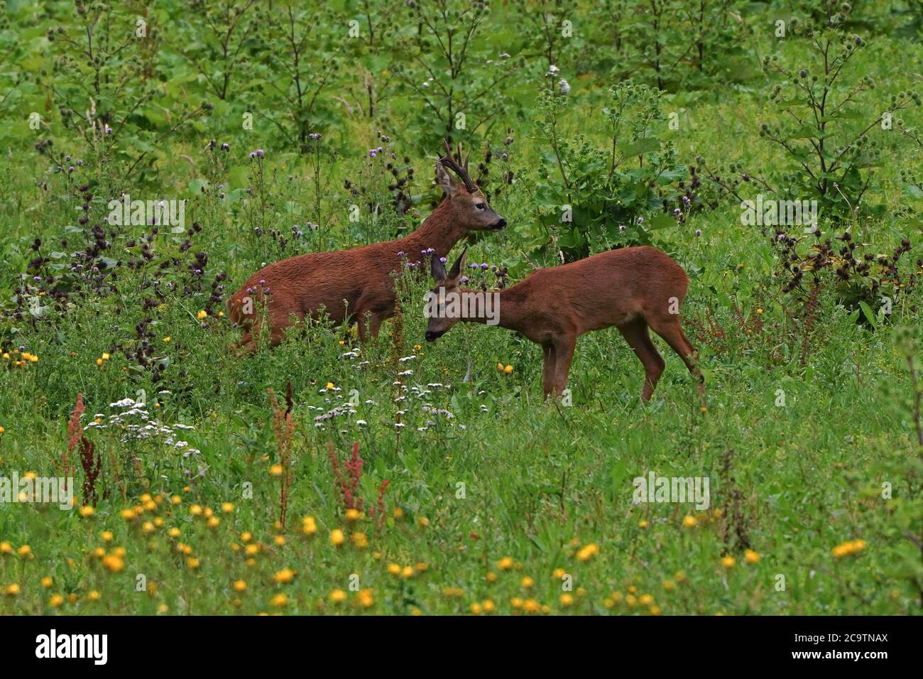 Male and female European Roe deer  -Capreolus capreolus. Summer Stock Photo