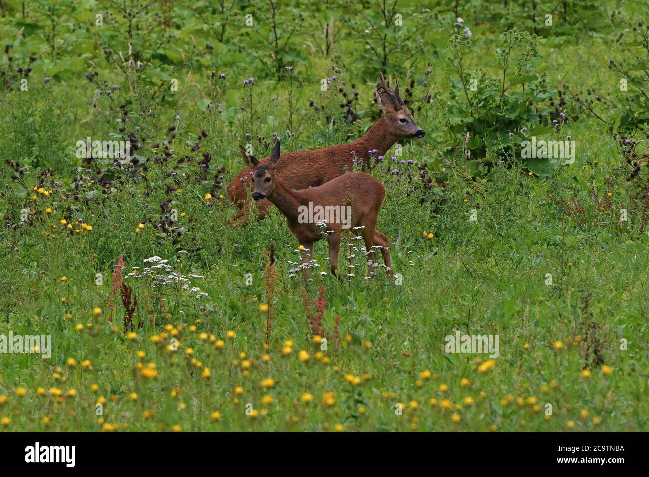 Male and female European Roe deer  -Capreolus capreolus. Summer Stock Photo