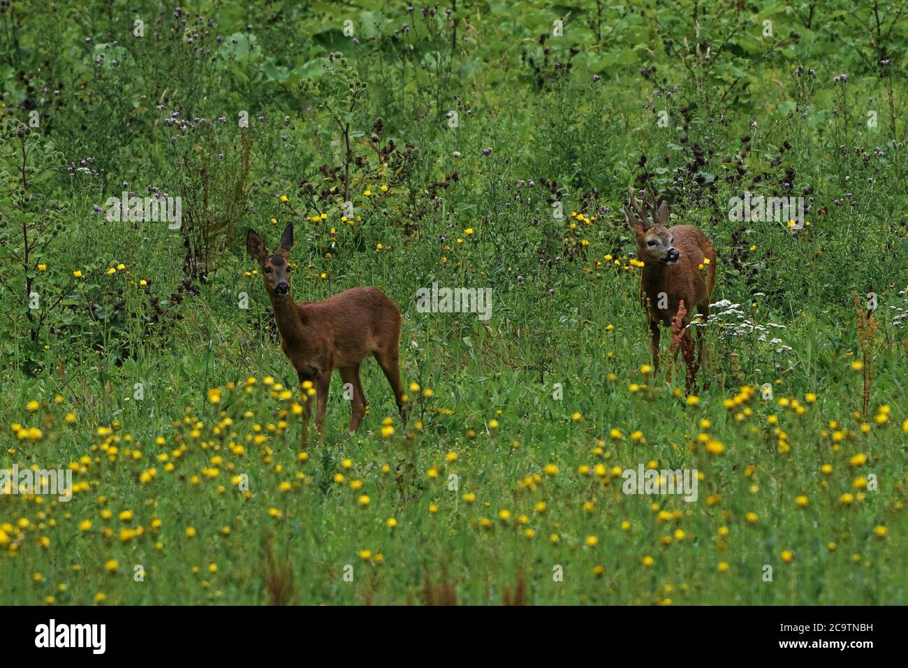 Male and female European Roe deer  -Capreolus capreolus. Summer Stock Photo