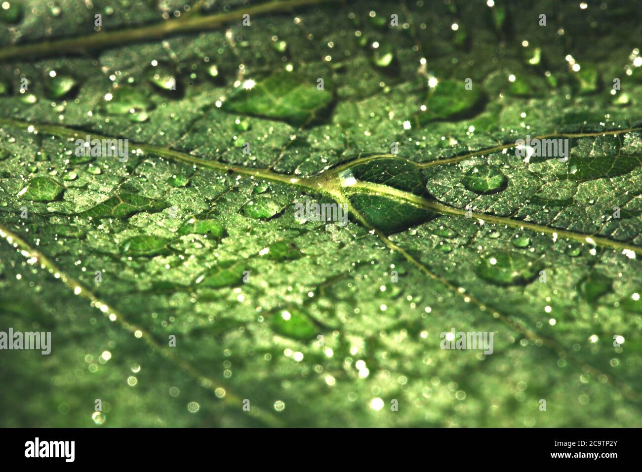 detail of leaf with drops of water Stock Photo