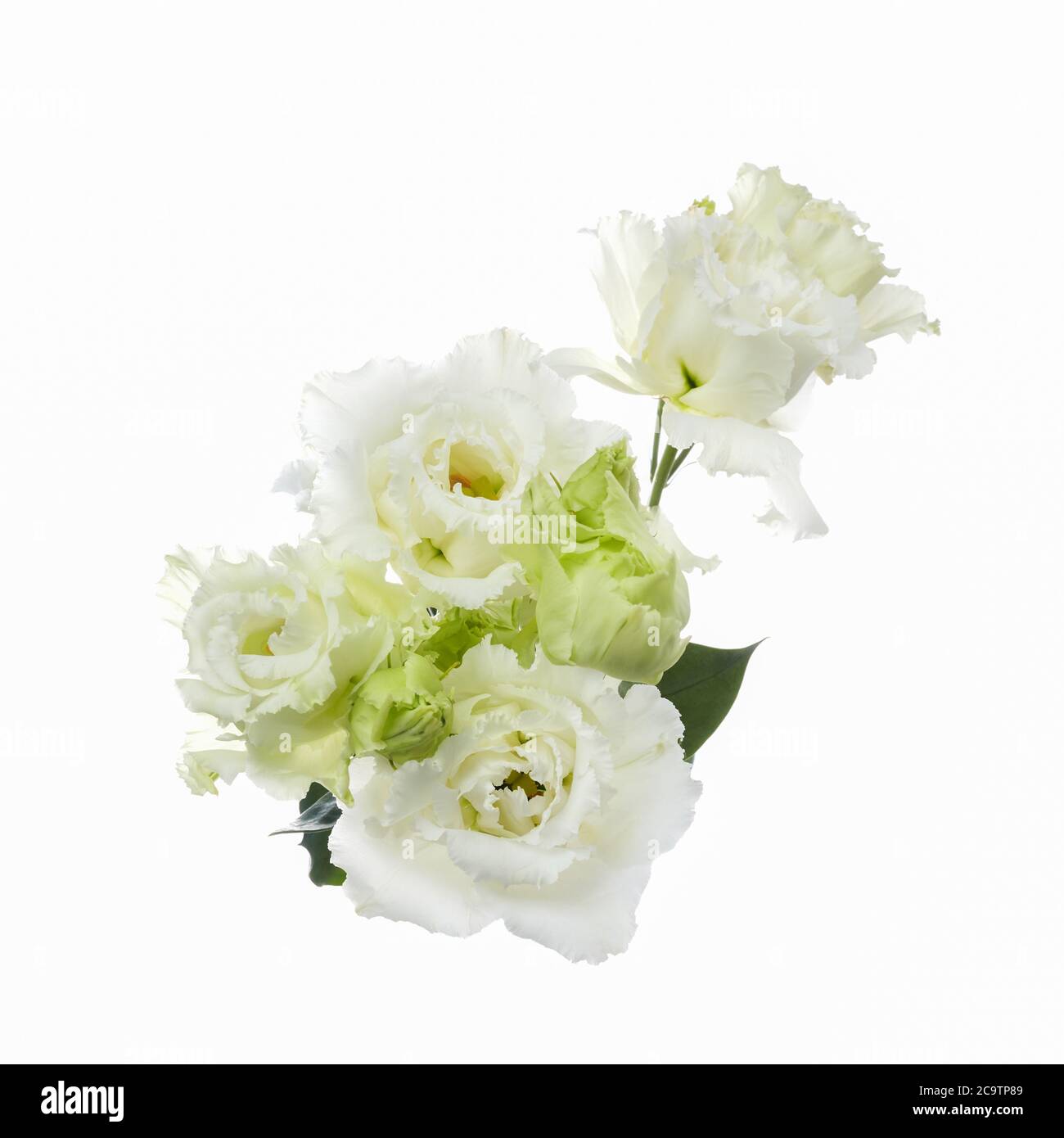 Beautiful white eustoma flowers isolated on white background. Spring or summer background. Stock Photo