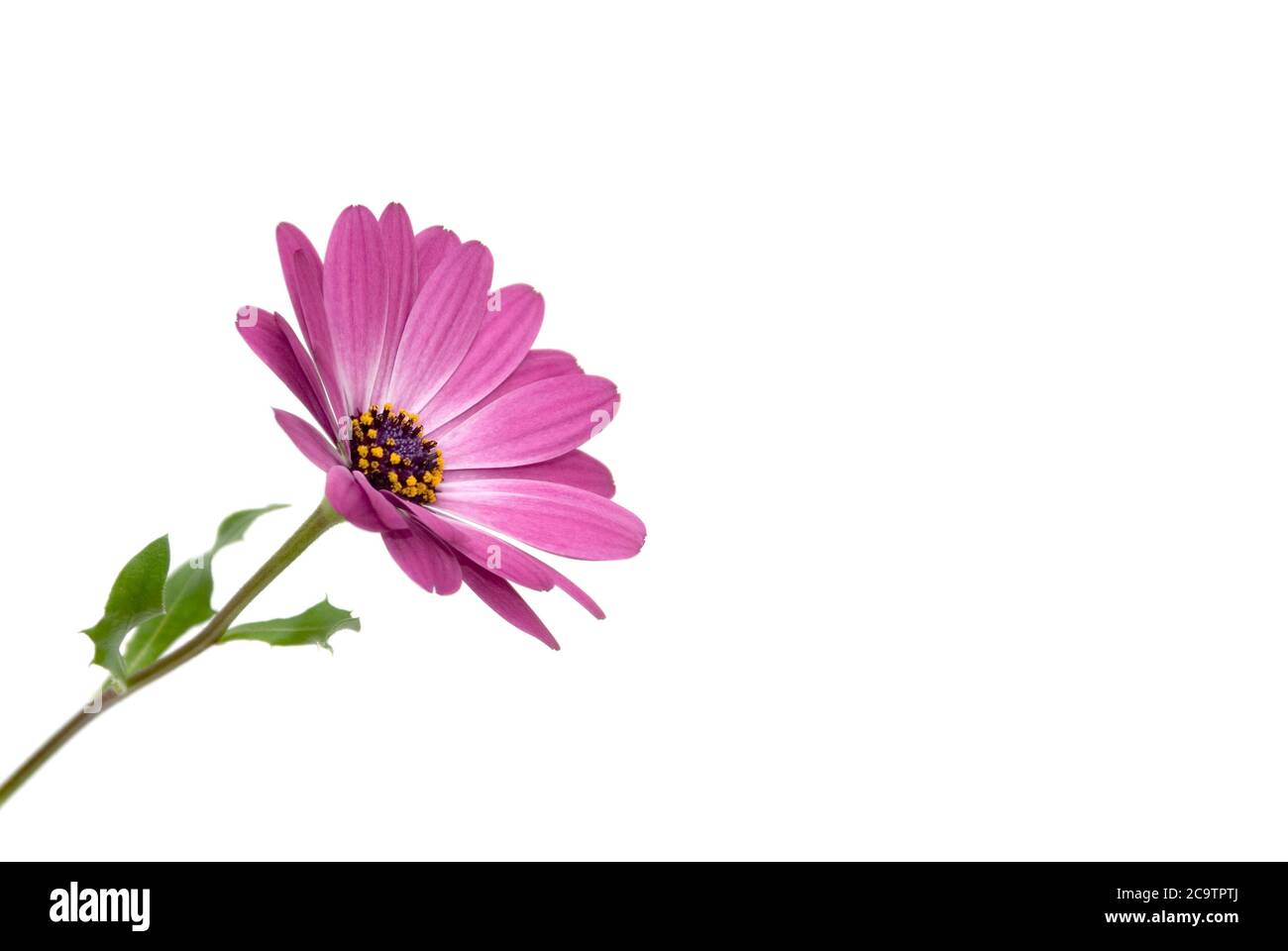 isolated pink daisy against on white background Stock Photo - Alamy