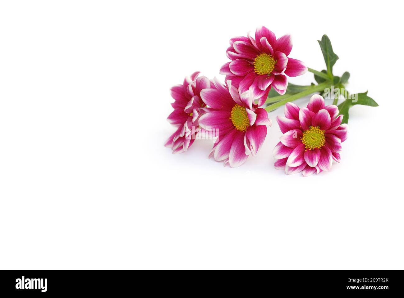 isolated cut flowers lie on white background Stock Photo