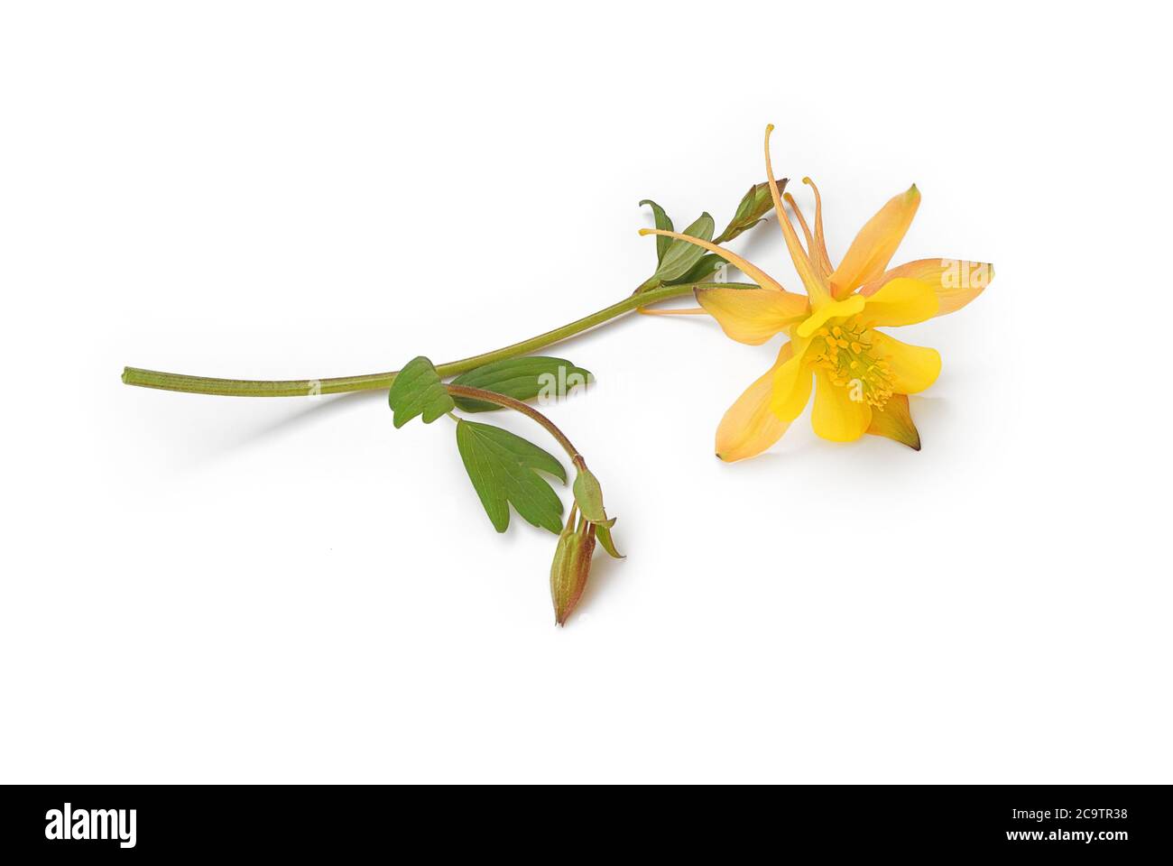 Isolated Columbine lies on a white background Stock Photo