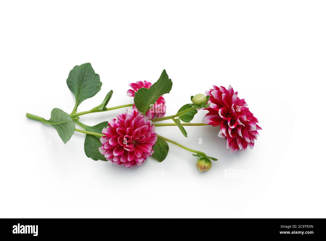 isolated dahlia lie on white background Stock Photo