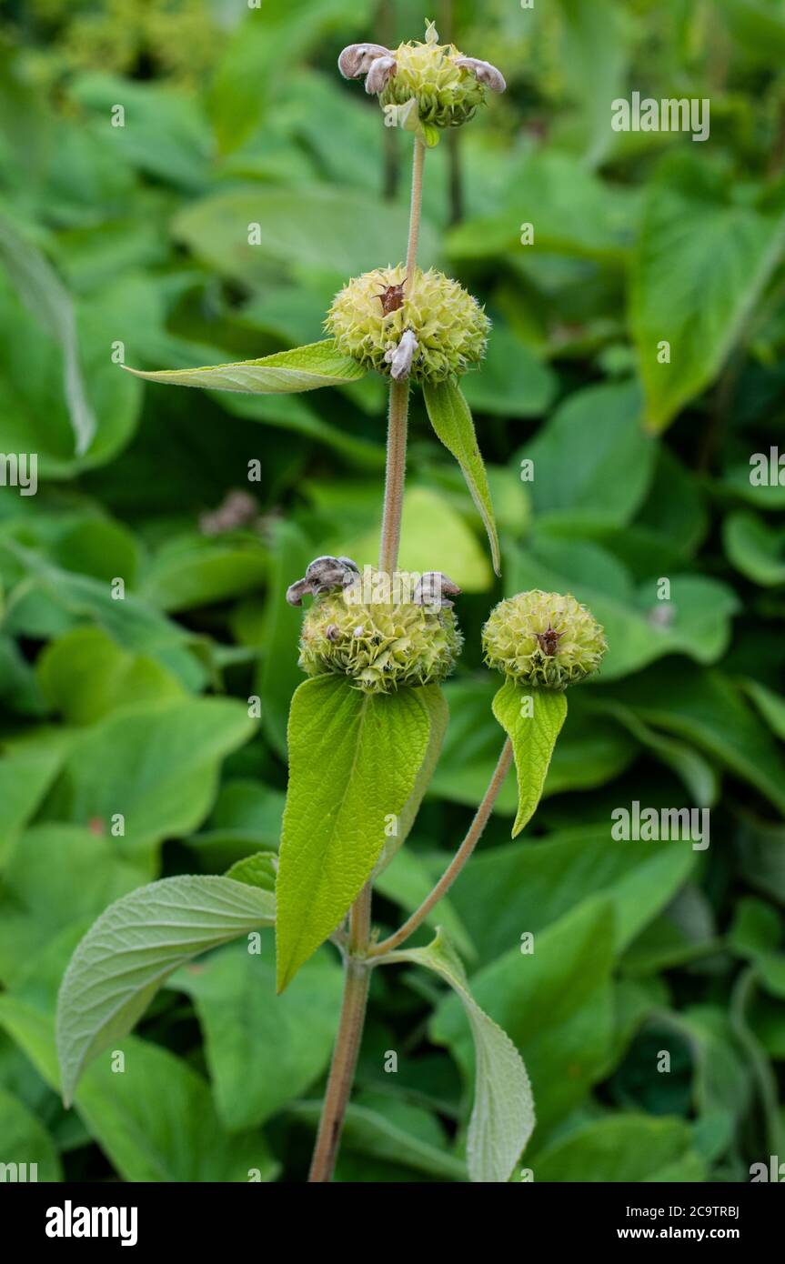 Green Seed Heads At The Stem Of Phlomis Russeliana In A Flowerbed Stock green-seed-heads-at-the-stem-of-phlomis-russeliana-in-a-flowerbed-stock