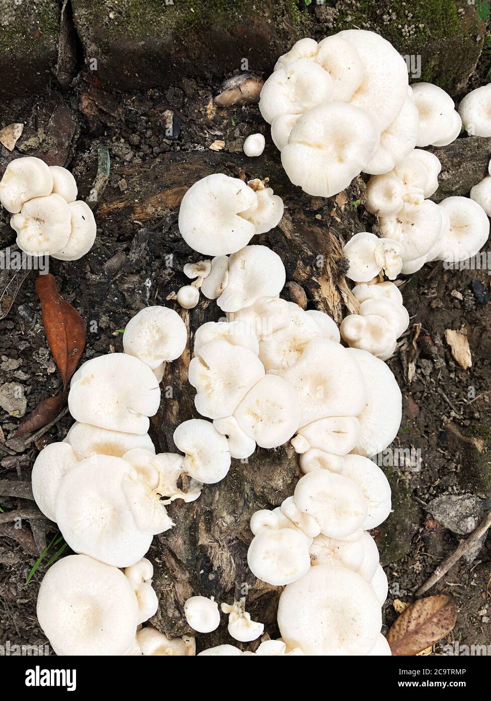 A bunch of white Mushrooms in a dead wooden trunk Stock Photo - Alamy