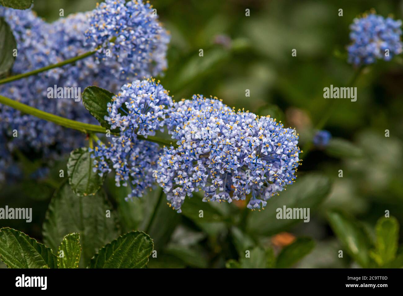 Beautiful spring flowers in an English park in Wolverhampton Stock