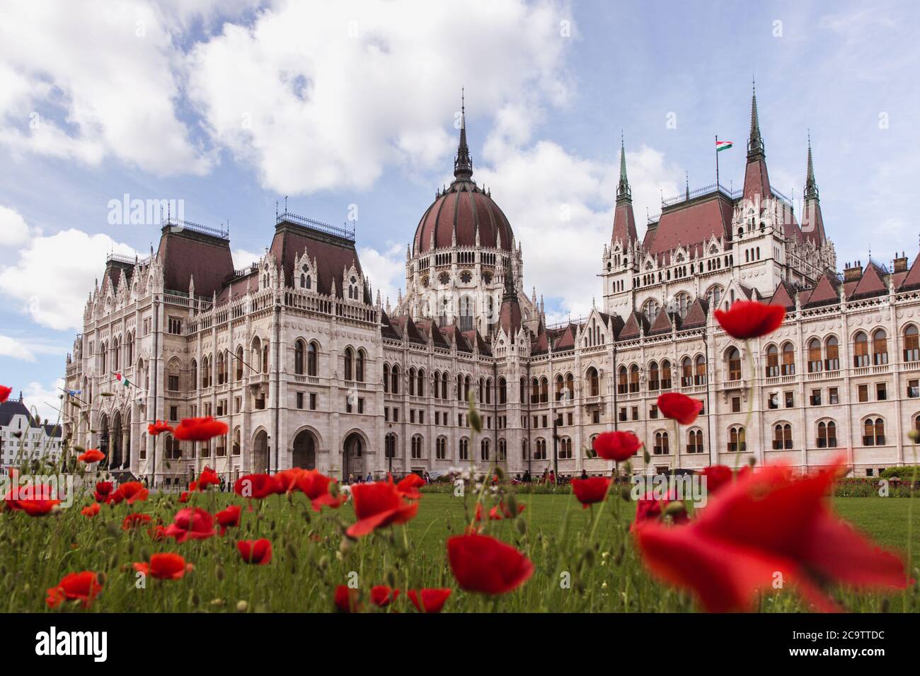 Poppy flowers with View of the Hungarian Parliament in Budapest Stock Photo