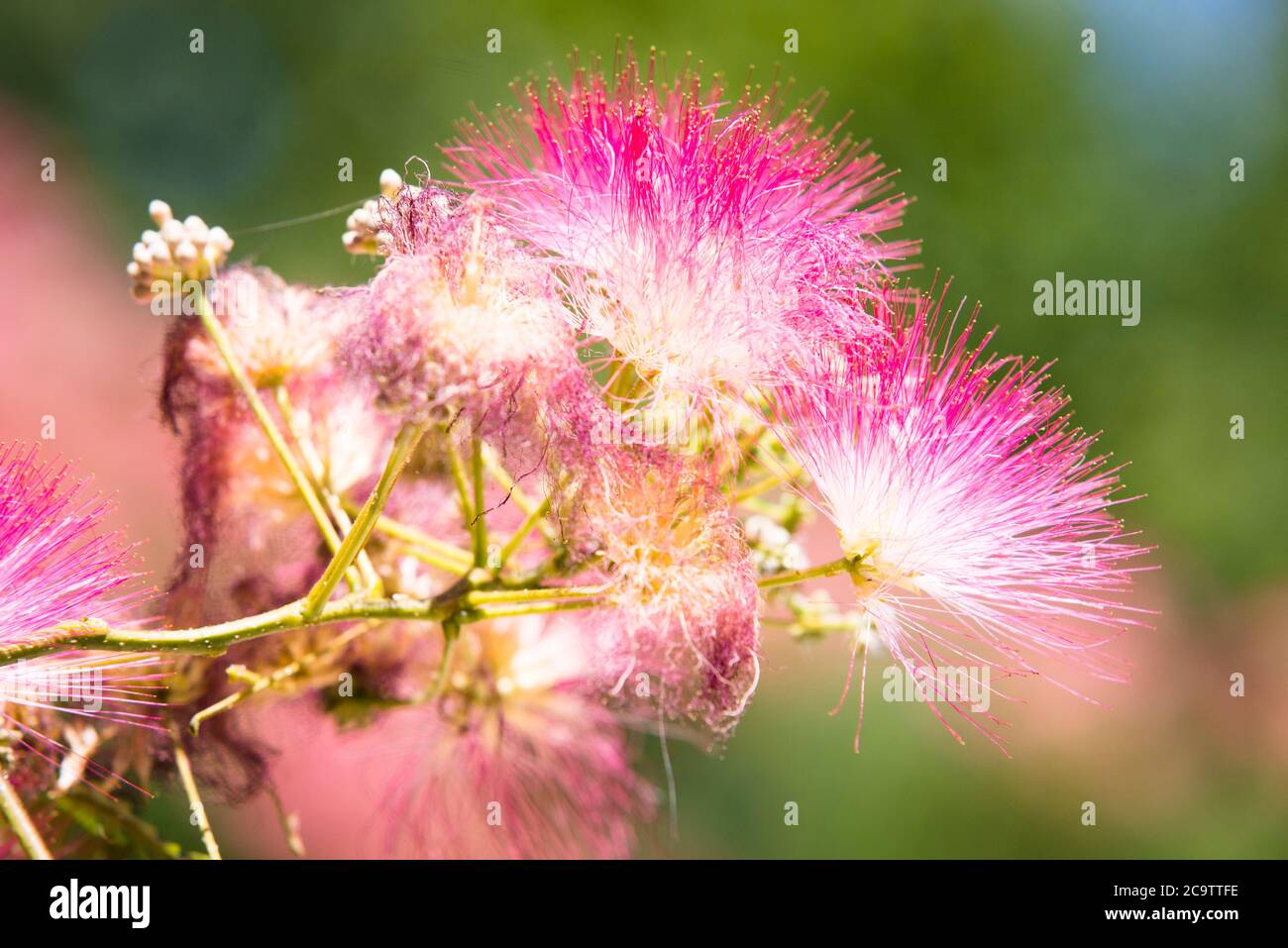 Flower Of The Persian Silk Tree Or Mimosa Albizia Julibrissin Stock Photo Alamy Flower Of The Persian Silk Tree Or Mimosa Albizia Julibrissin Stock Photo Alamy