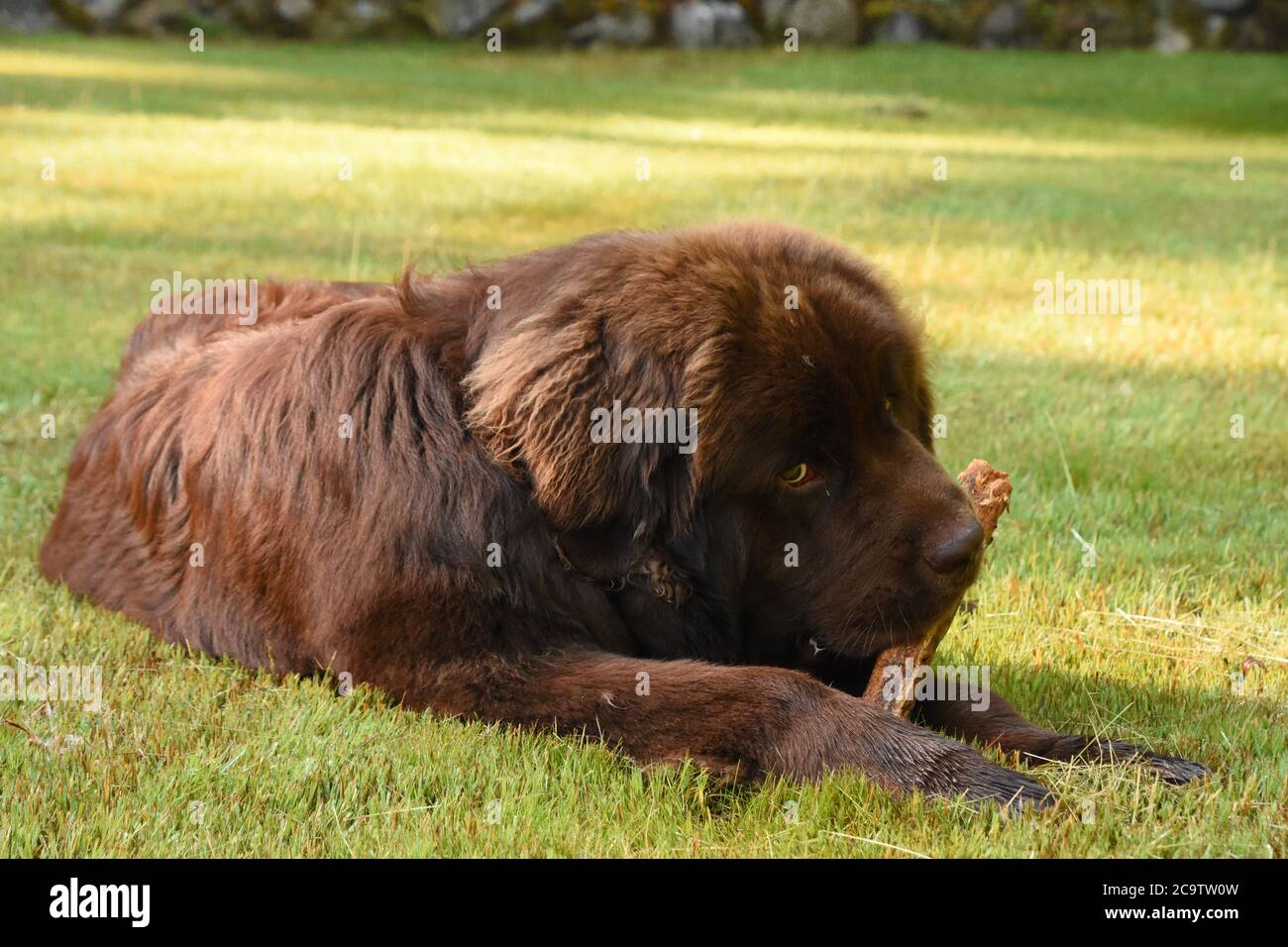 Adorable chocolate brown Newfoundland dog chewing on a stick Stock