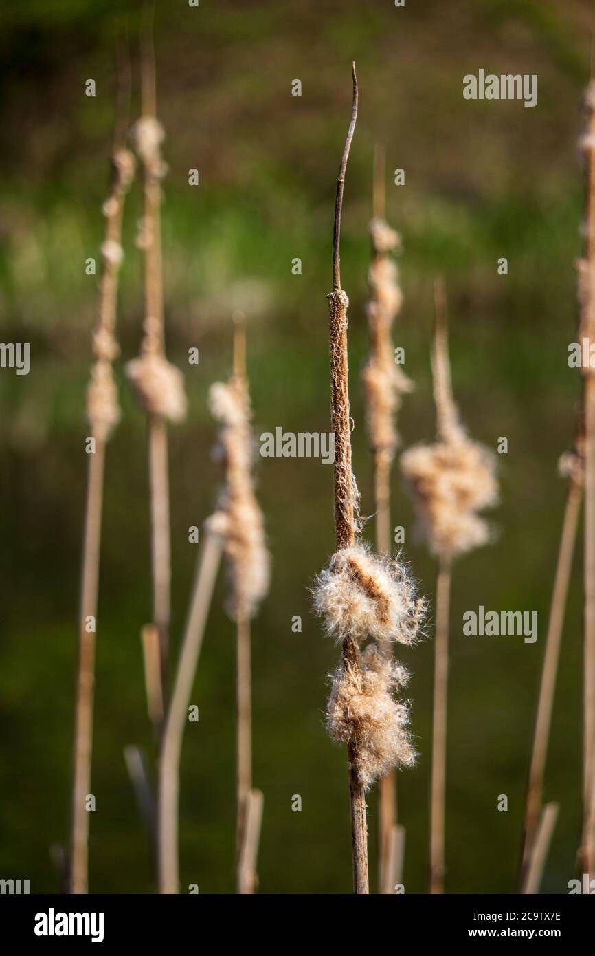 Cattail - a genus of terrestrial aquatic plants belonging to the club-family (Typhaceae). Stock Photo