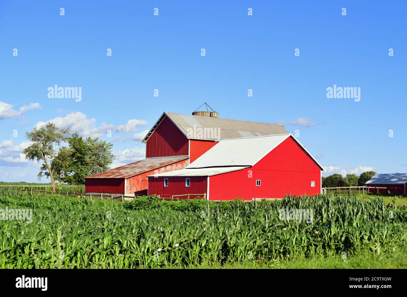 Maple Park, Illinois, USA. Red barns sitting beyond a field of maturing corn on a bright summer afternoon. Stock Photo