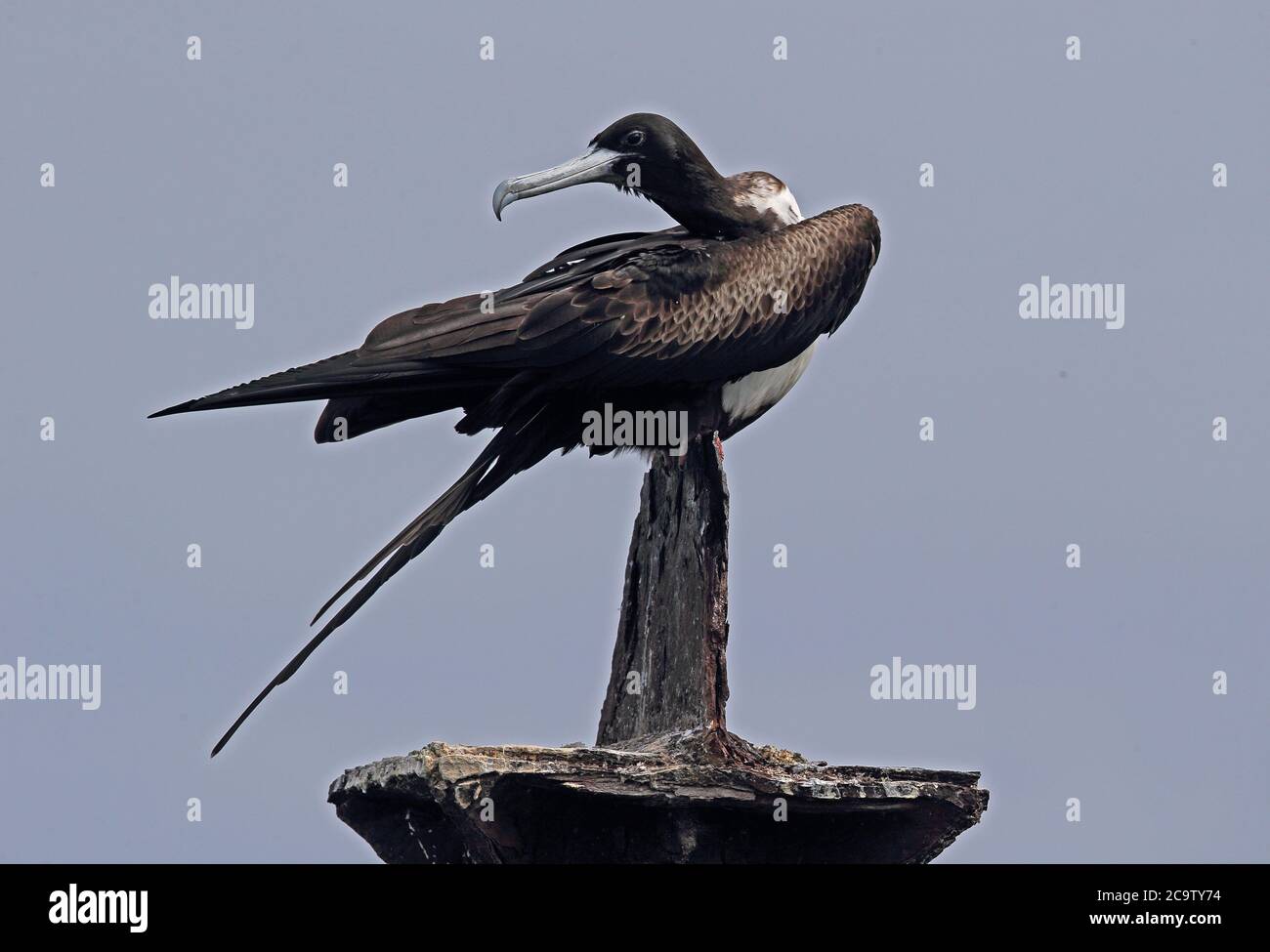 Magnificent Frigatebird (Fregata magnificens) adult female standing on old jetty support, preening  Los Haitises NP, Dominican Republic Stock Photo