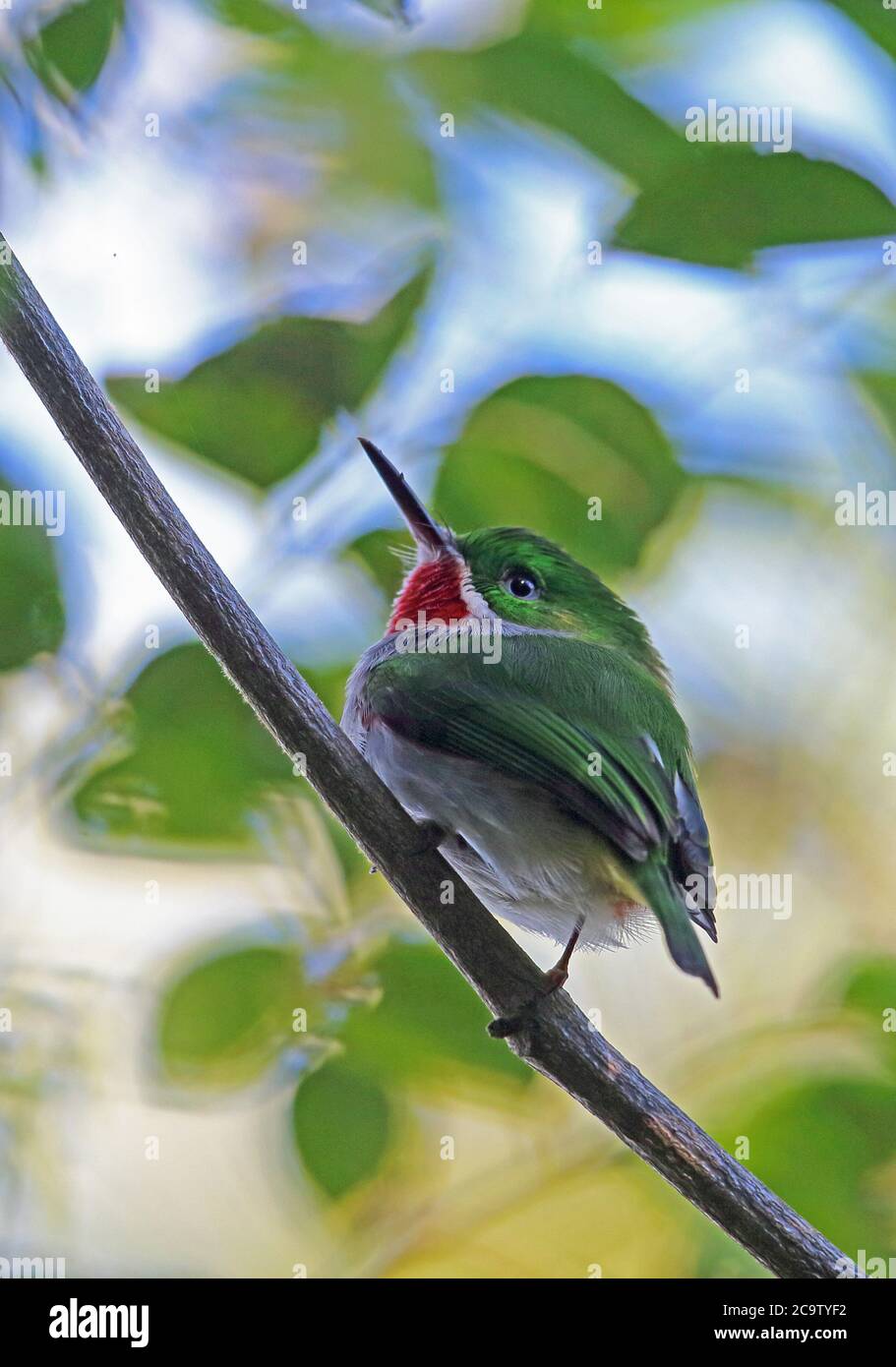 Narrow-billed Tody (Todus angustirostris) adult perched on branch  (endemic species)  Bahoruco Mountains NP, Dominican Republic                   Janu Stock Photo