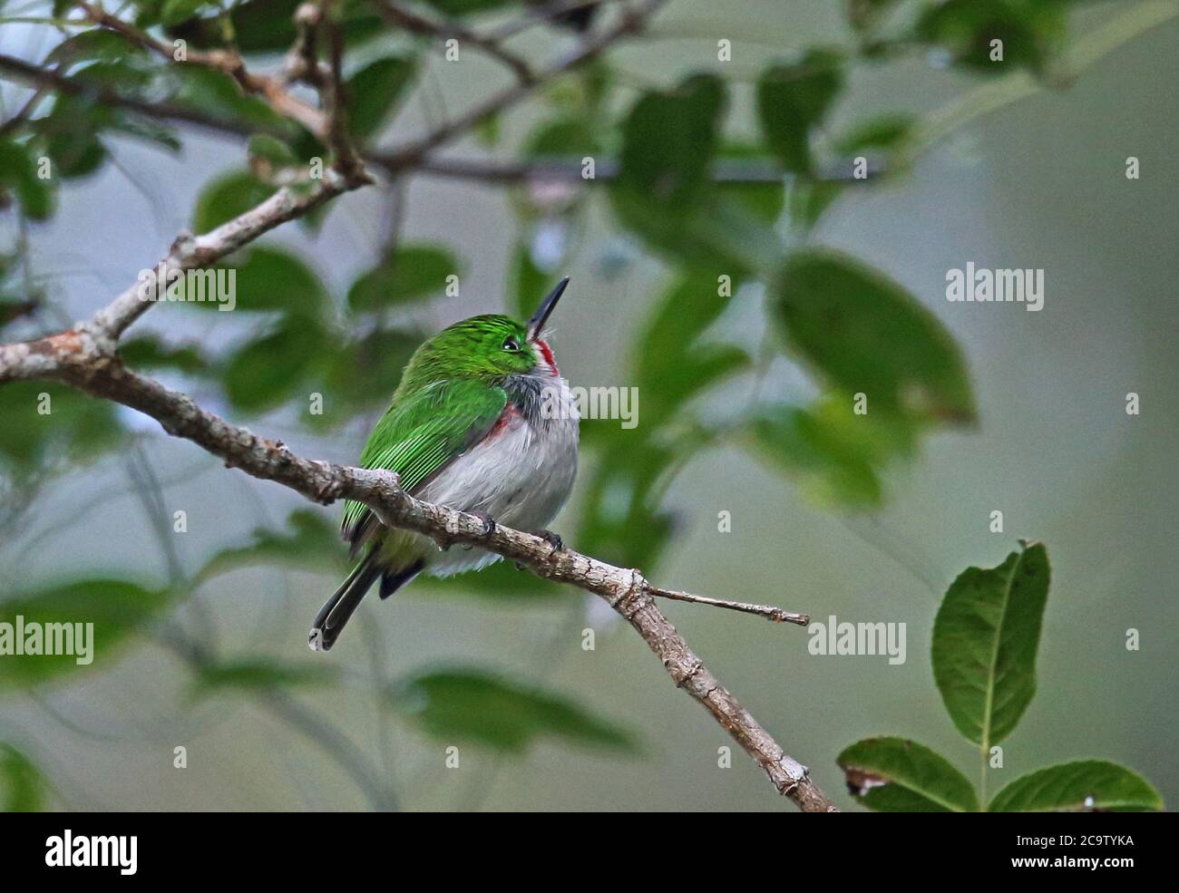 Narrow-billed Tody (Todus angustirostris) adult perched on twig  (endemic species)  Bahoruco Mountains NP, Dominican Republic                   Januar Stock Photo