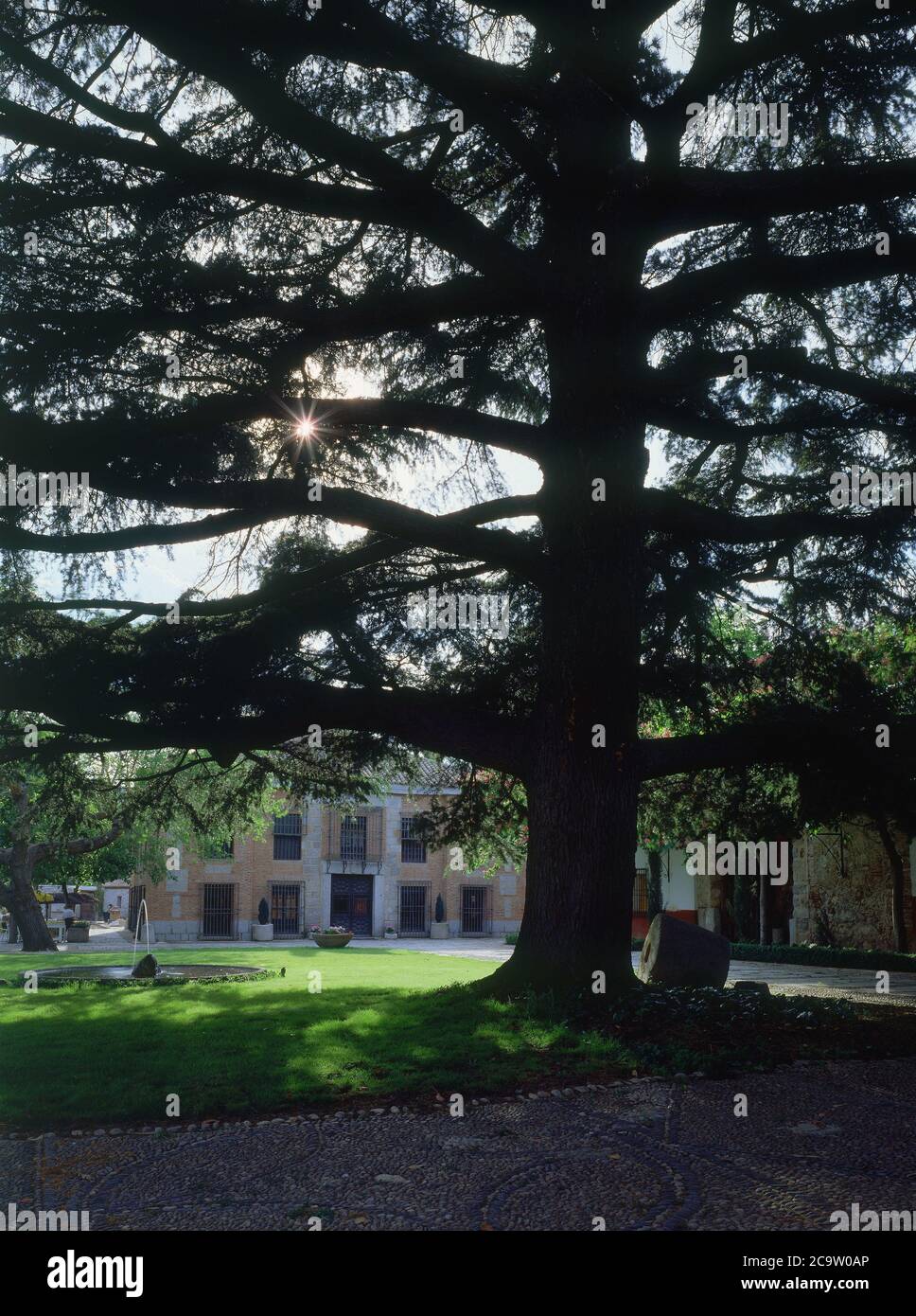PINO EN EL JARDIN VISTO A CONTRALUZ FACHADA DE LADRILLO DE LA ENTRADA