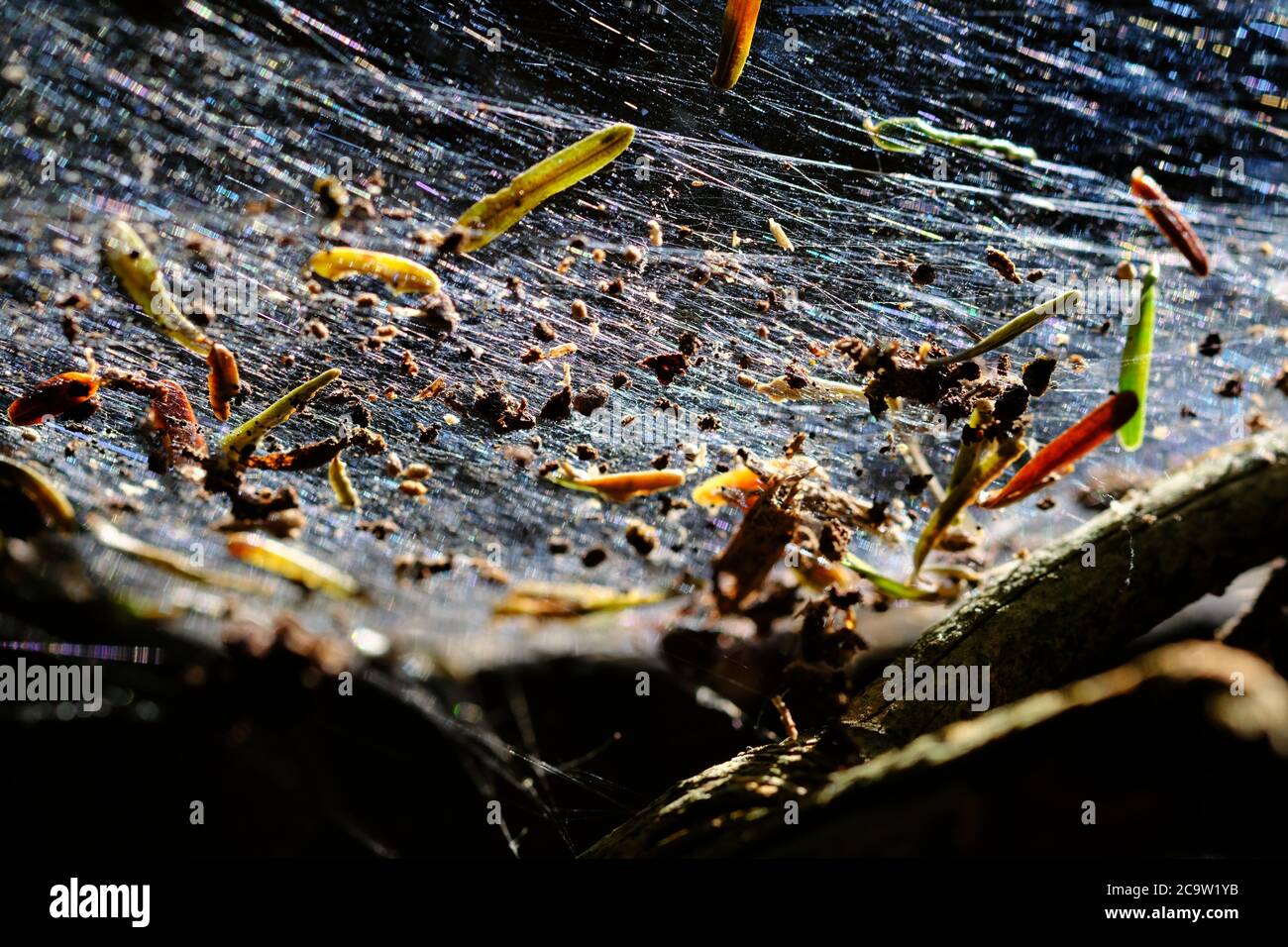 Thick spiders web in a tree branch catches pine needles and all sorts