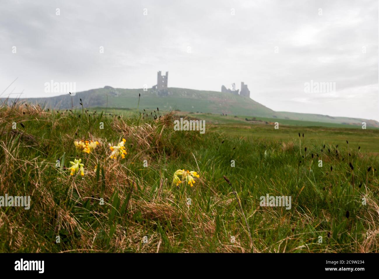 The ruins of Dunstanburgh Castle, Northumberland, England, UK from Embleton Bay: cowslips (Primula veris) in the foreground Stock Photo