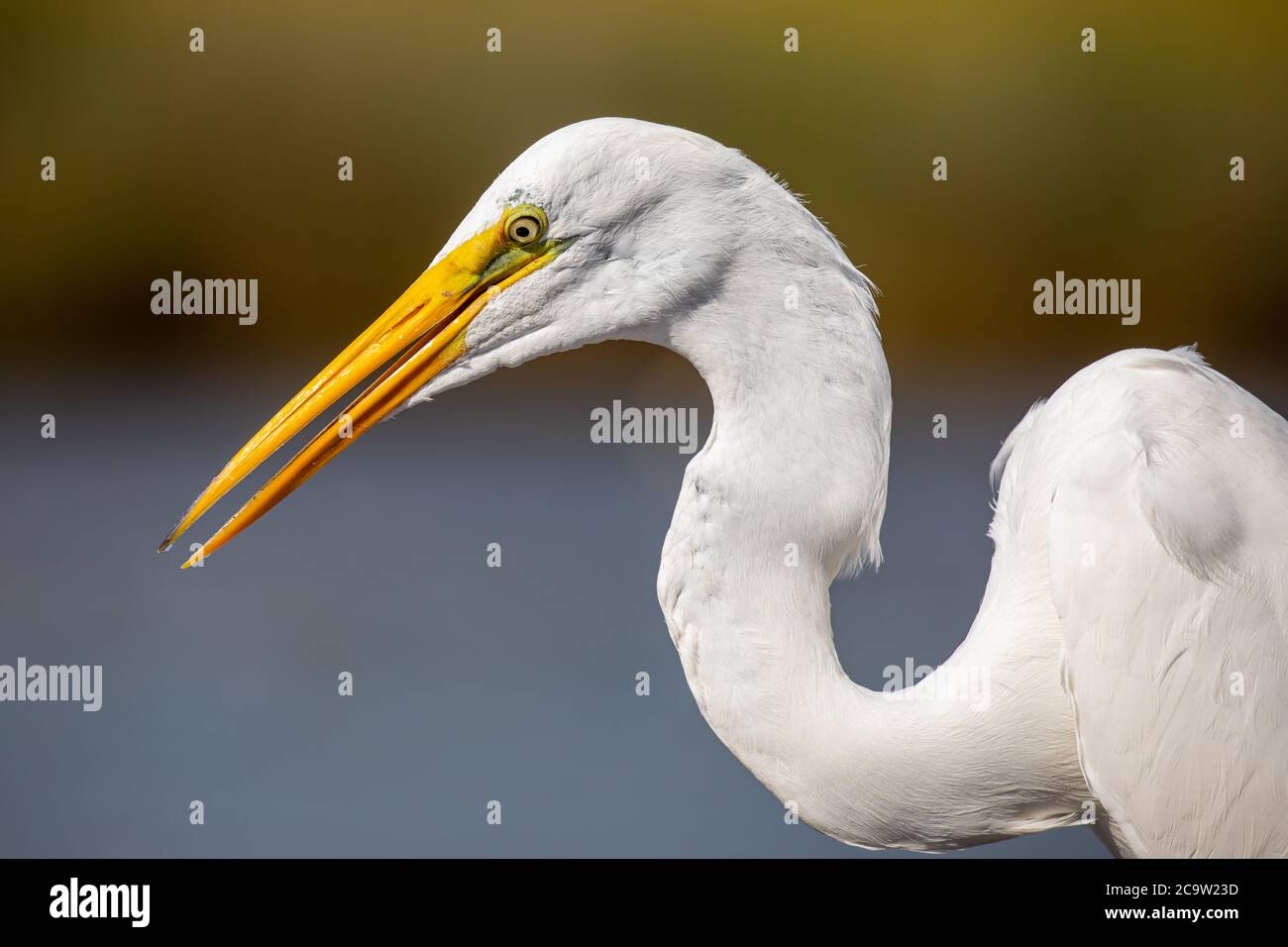 Close-up of a beautiful Great Egret (ardea alba) perched on a dock post. Great Egrets were nearly hunted to extinction for their feathers, which were Stock Photo