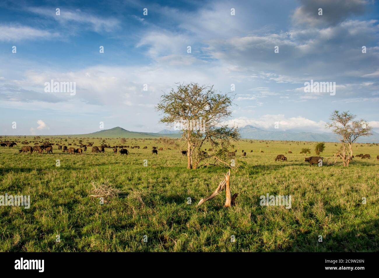 Buffalo seen in taita hills at Tsavo National Park in Kenya. Kenya safari. Stock Photo