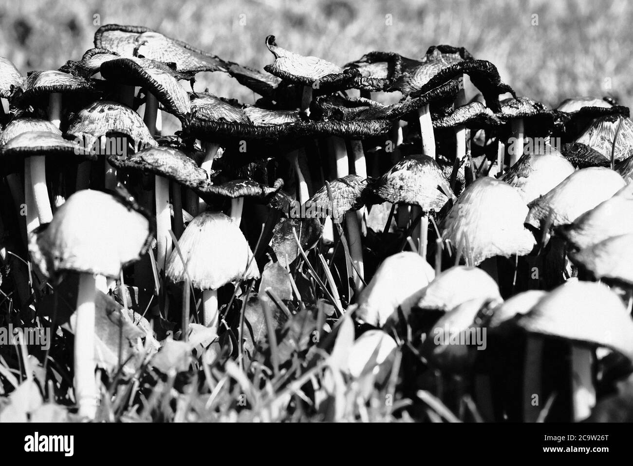 Black & white shot of a large clump of common inkcap (Coprinopsis atramentaria) in various stages of growth & deliquescence. Ottawa, Ontario, Canada. Stock Photo