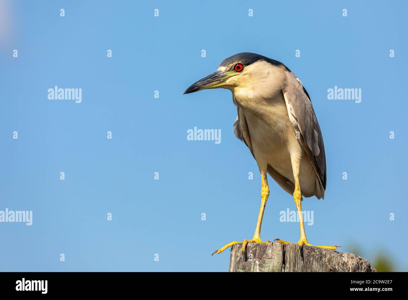 A beautiful adult Black-crowned Night Heron (Nycticorax nycticorax) perches on a dock post, with Florida's Crystal River blurred in the background. Stock Photo
