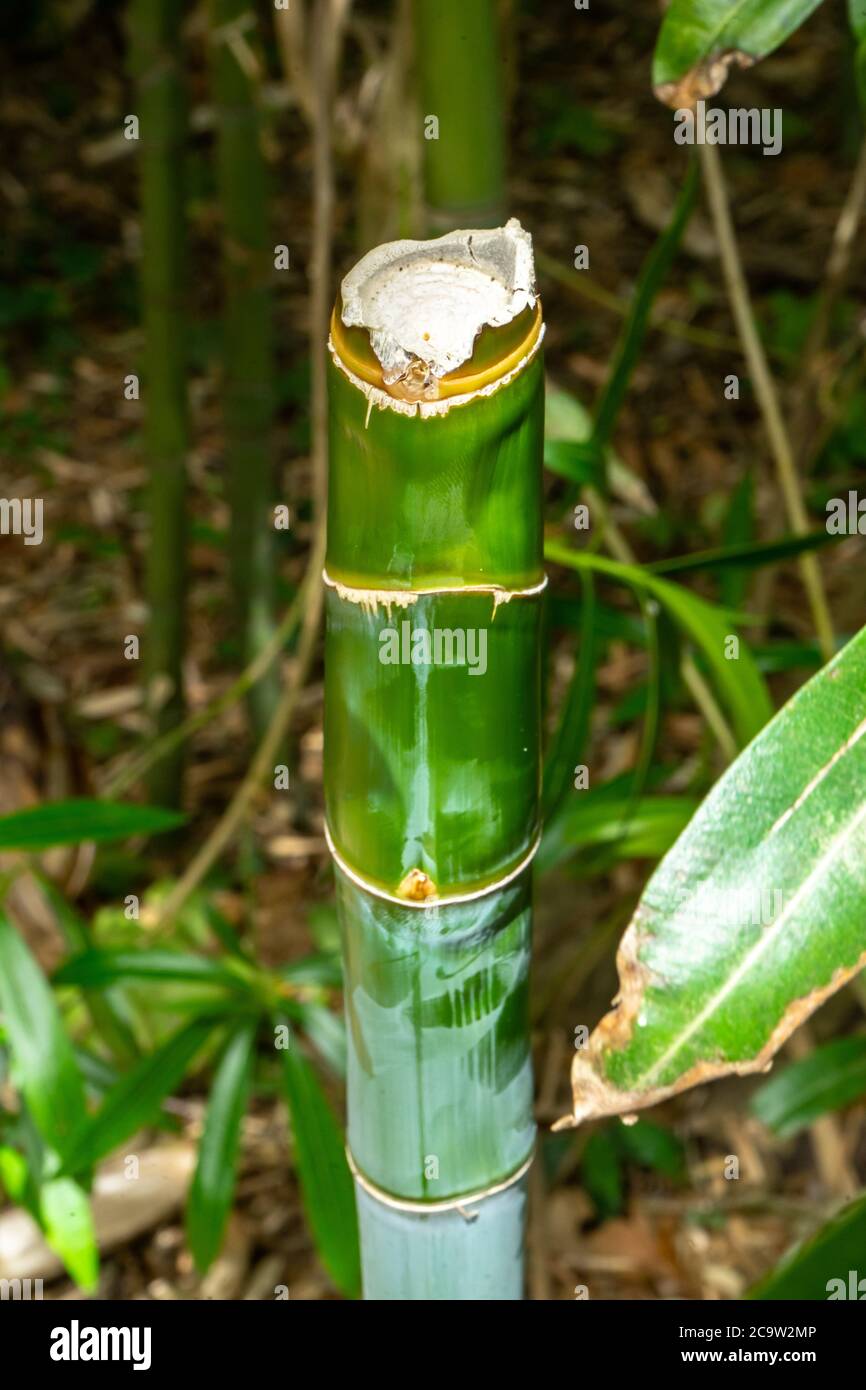 Broken Bamboo with strong colour and interesting break Stock Photo Alamy