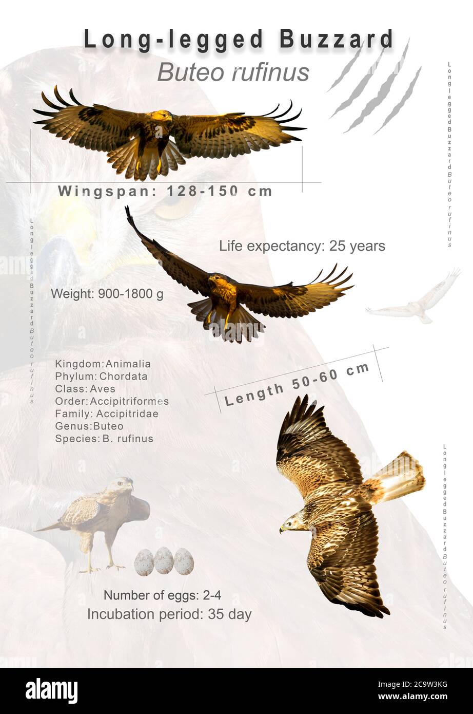 Bird Poster. Information about bird species. Isolated images. White background. Bird: Long legged Buzzard. Buteo rufinus. Stock Photo